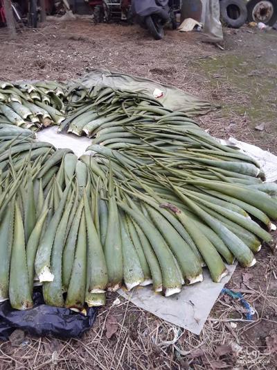 فروش آلوئه ورا برگ