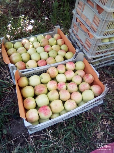 فروش سیب