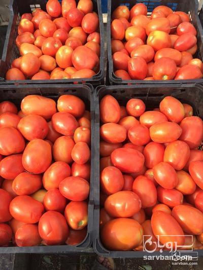 فروش گوجه فرنگی متین