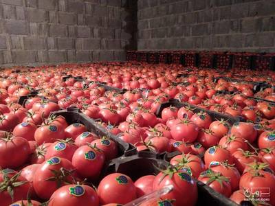 فروش گوجه فرنگی