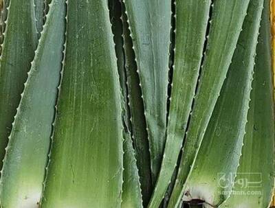 فروش  برگ آلوئه ورا