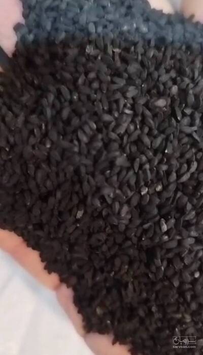 فروش  سیاه دانه