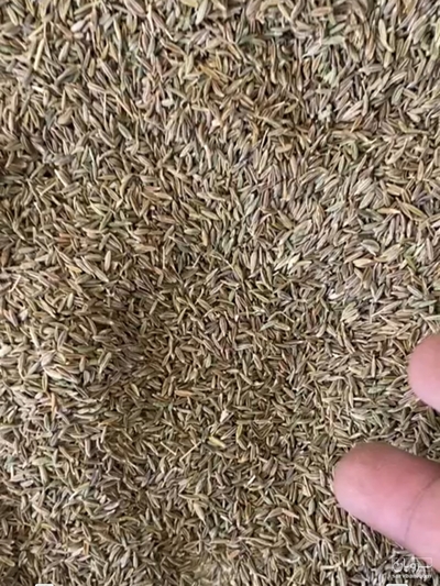 فروش زیره سبز