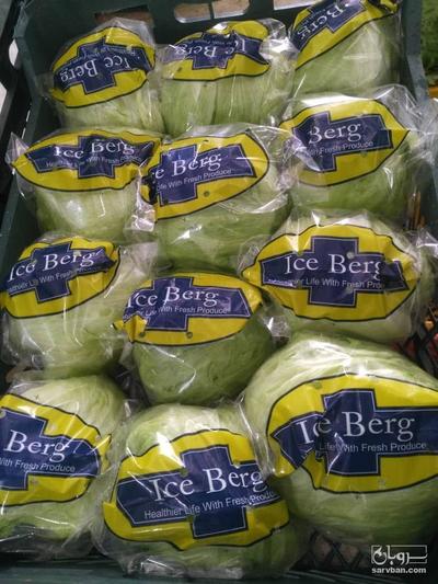 فروش کاهو آیسبرگ صادراتی