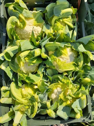 فروش گل کلم