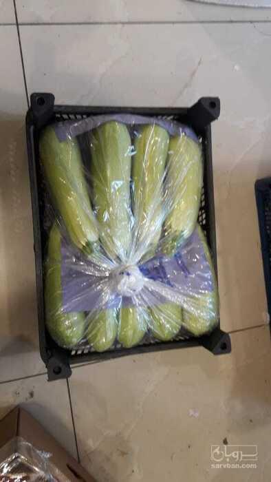 فروش کدو  سبز