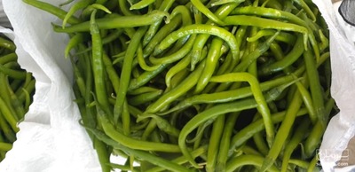 فروش فلفل سوزنی تند