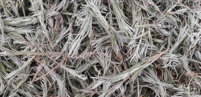 فروش اسطوخودوس فرانسوی خشک