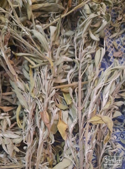 فروش مریم گلی