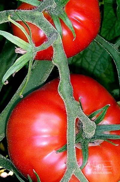 فروش گوجه فرنگی هوای ازاد