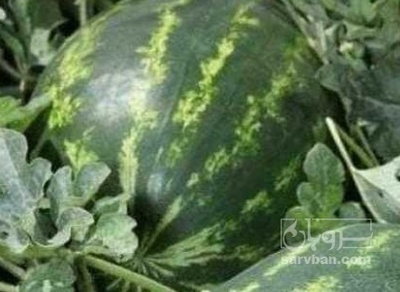 فروش هندوانه بیضی