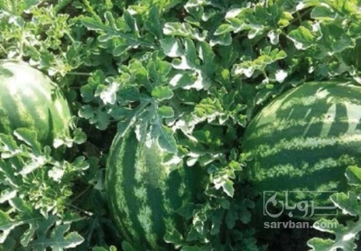 فروش هندوانه گرد