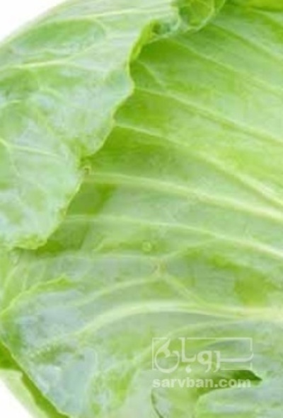 فروش کلم برگی سفید فله