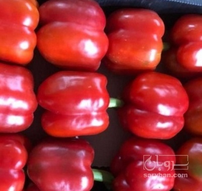 فروش فلفل دلمه ای