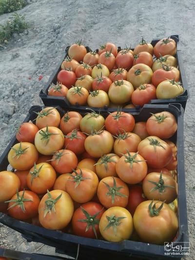 فروش گوجه فرنگی 8320