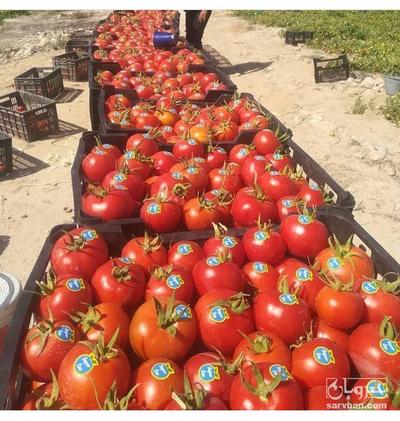 فروش گوجه فرنگی دافنیس