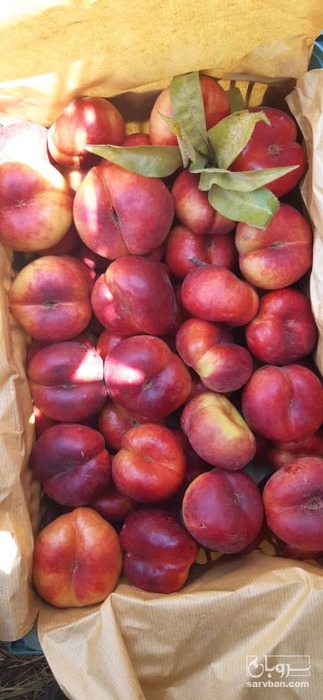 فروش هلو انجیری