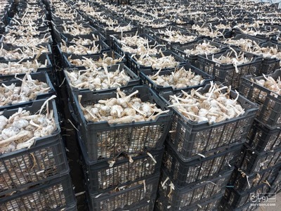 فروش سیر خشک