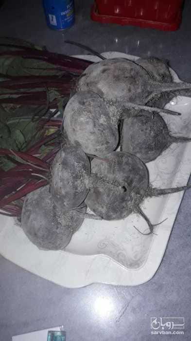 فروش چغندر لبو
