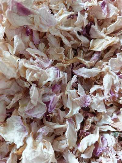 فروش  گلبرگ نسترن خشک