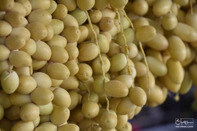 فروش خارک برحی