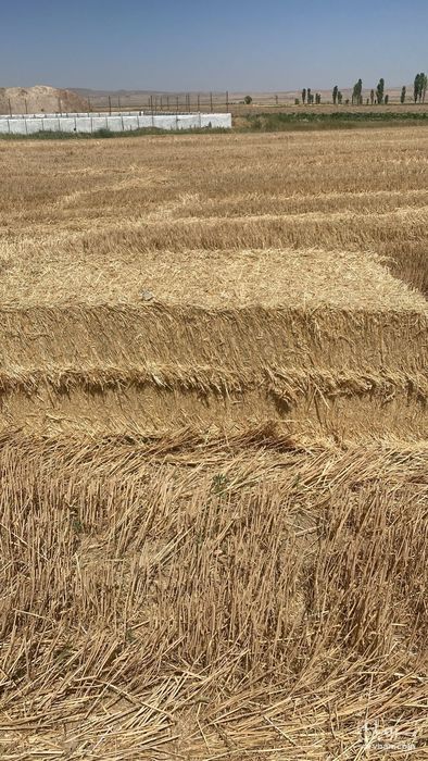 فروش کاه و کلش گندم