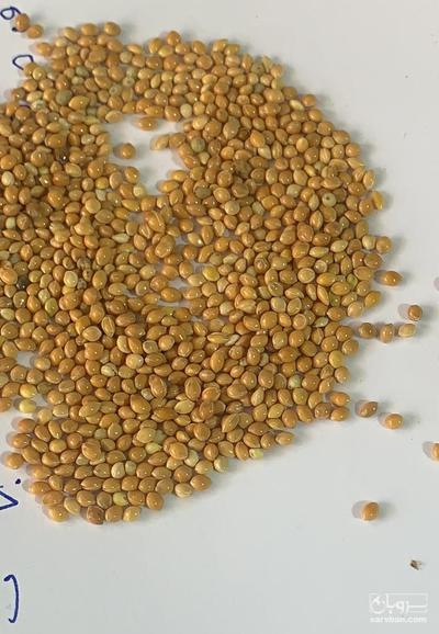 فروش ارزن خارجی