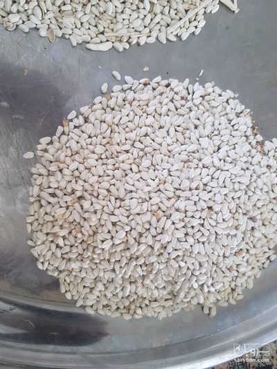 فروش بذر گلرنگ دانه درشت