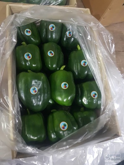 فروش فلفل دلمه ای سبز