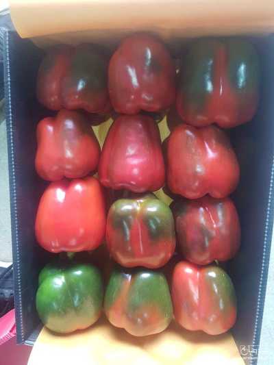 فروش فلفل دلمه ای