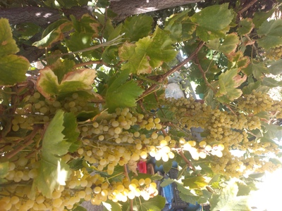 فروش انگور سفید