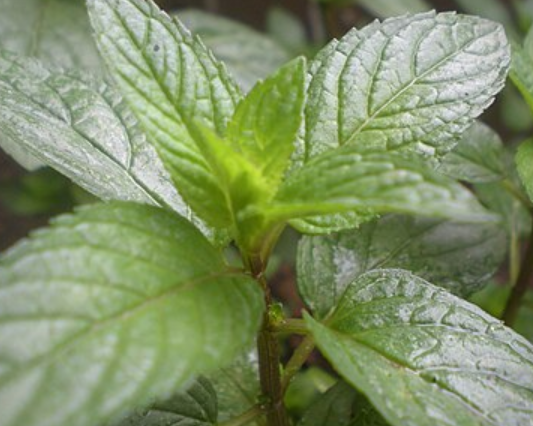 فروش نعناع تر