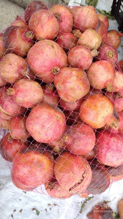 فروش انار توری