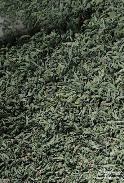 فروش نعناع فلفلی خشک