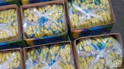 فروش موز اکوادوور