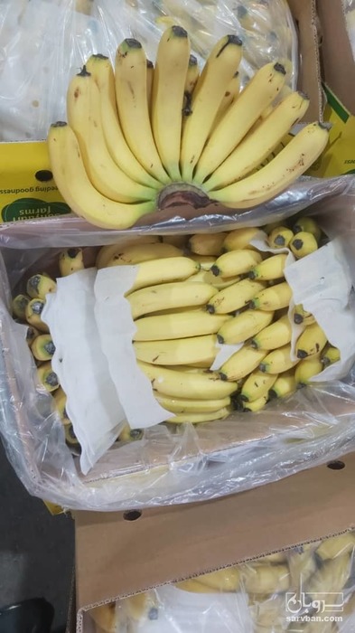 فروش موز هندی