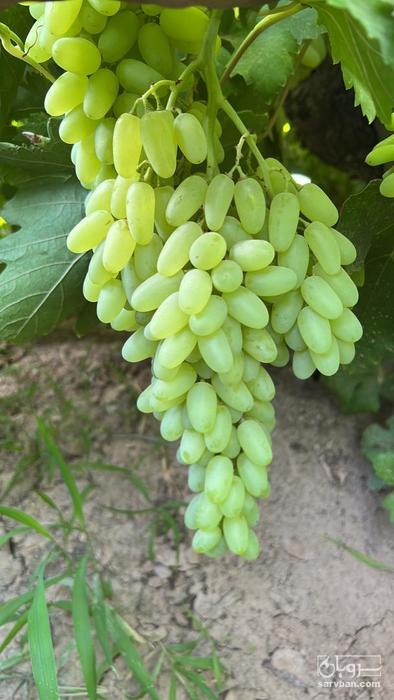 فروش انگور پیکامی