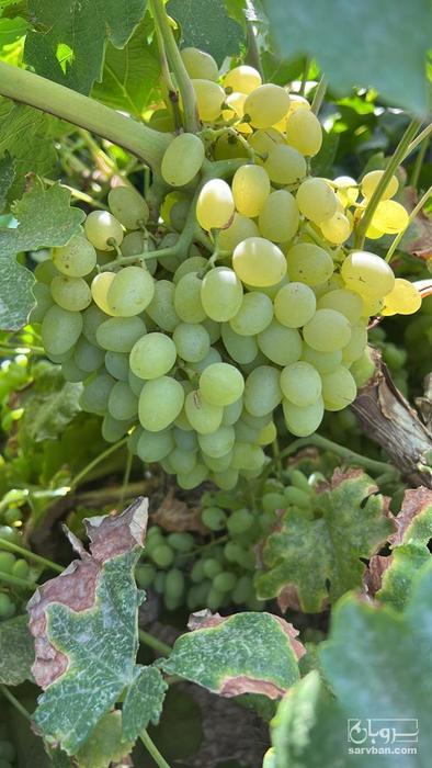 فروش انگور عسگری