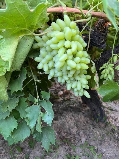 فروش انگور پیکامی