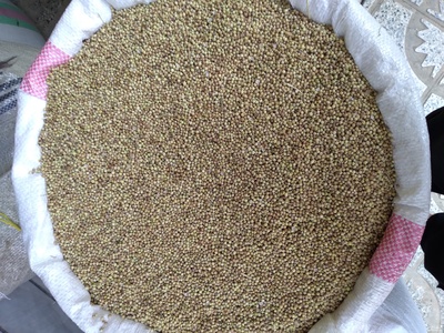 فروش گشنیز توپی