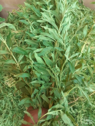 فروش به لیمو خشک