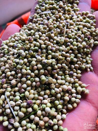 فروش تخم گشنیز توپی