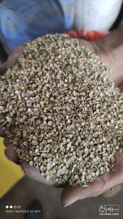 فروش تخم گشنیز لپه