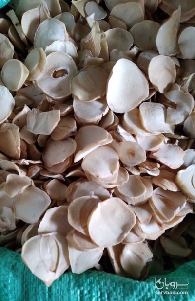 فروش موسیر خشک