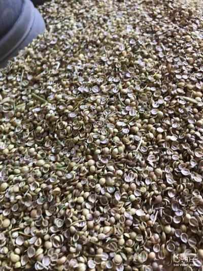 فروش تخم گشنیز لپه