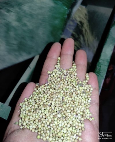 فروش تخم گشنیز توپی