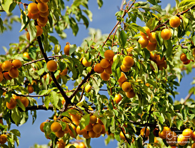 فروش آلو بخارا زرد