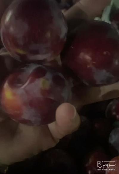 فروش آلو شابلون