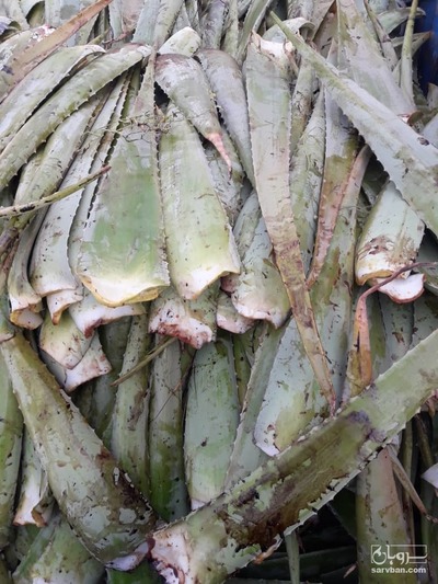 فروش آلوئه ورا