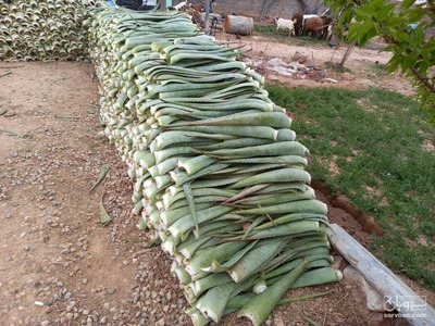فروش آلوئه ورا